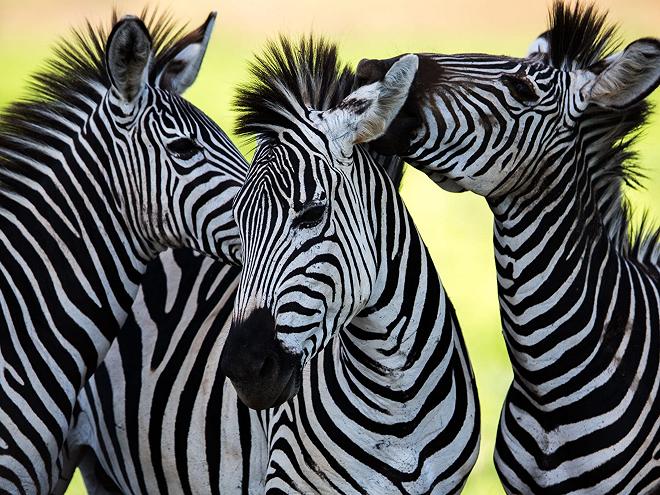 Zebre