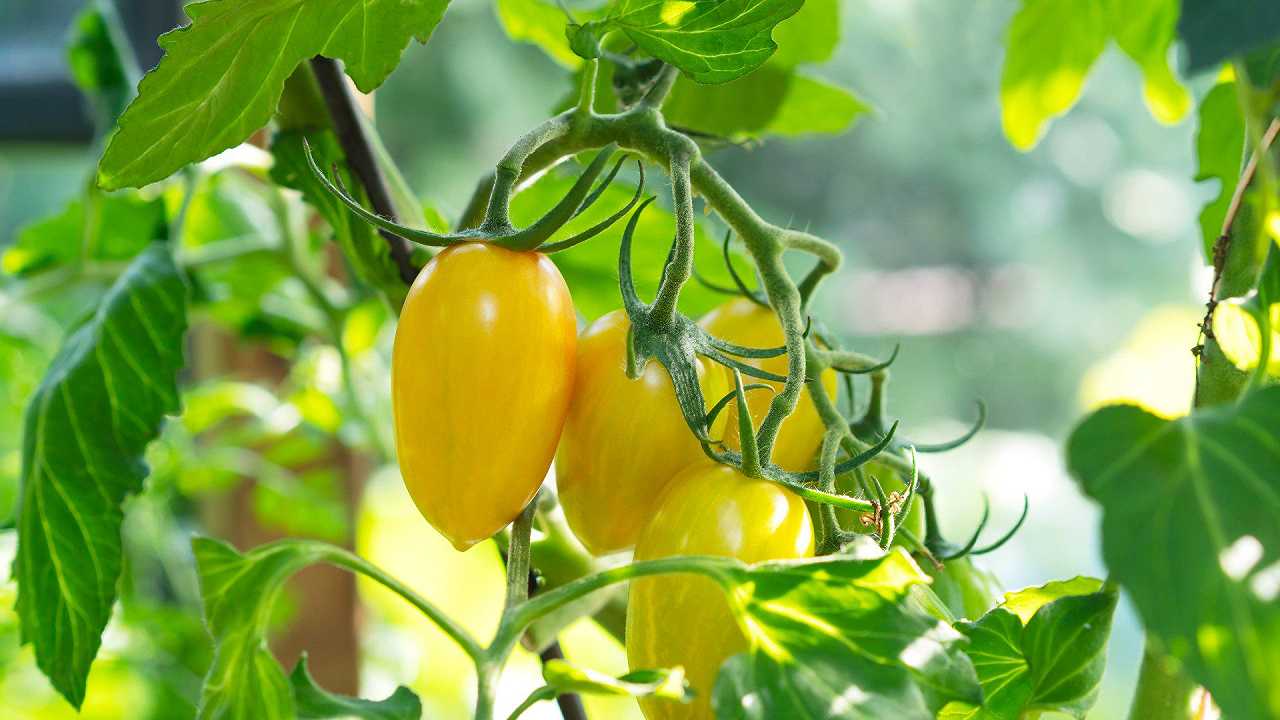 Il pomodoro giallo tipo San Marzano da proporre sia sulla pizza che nei piatti di pesce