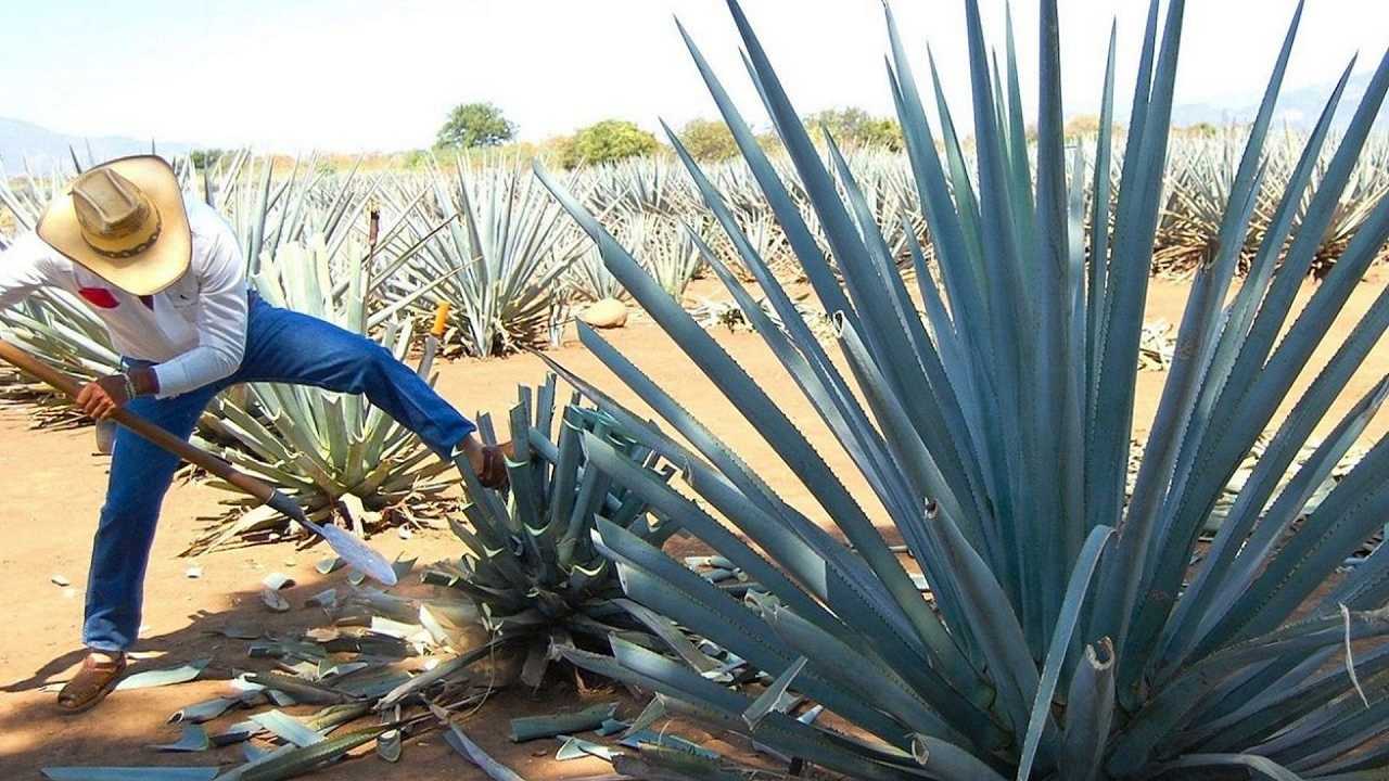 La moda della tequila non fa così bene ai coltivatori di agave messicani