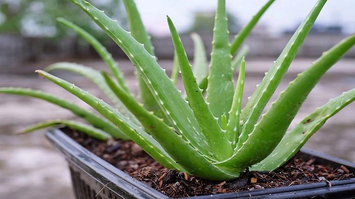 Uno studio propone l’aloe vera come impalcatura per la carne coltivata