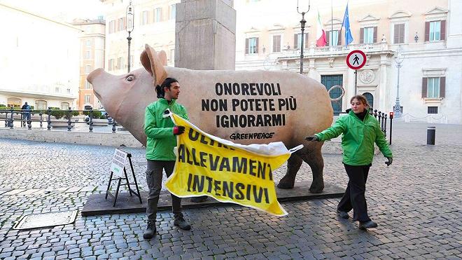 Maiale Greenpeace