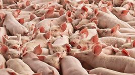 Spunta un maiale gigante sotto la Camera contro gli allevamenti intensivi