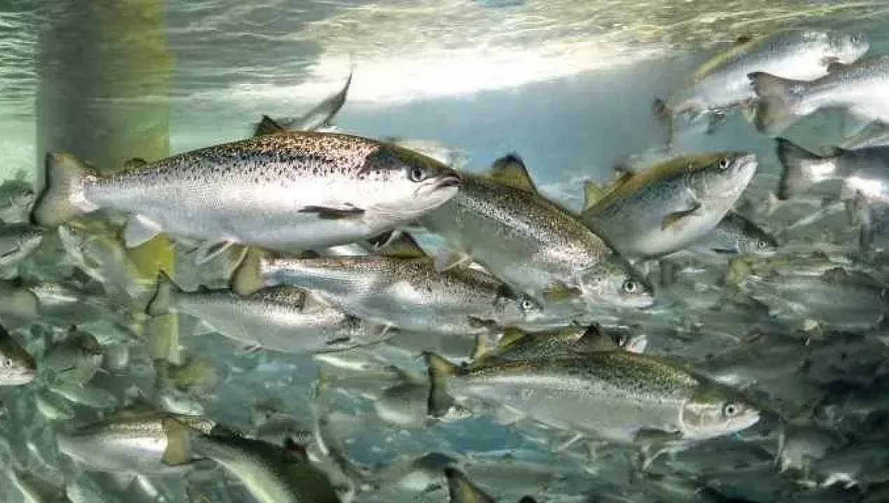 La Cina sta costruendo una mostruosa nave per allevare i salmoni in mare