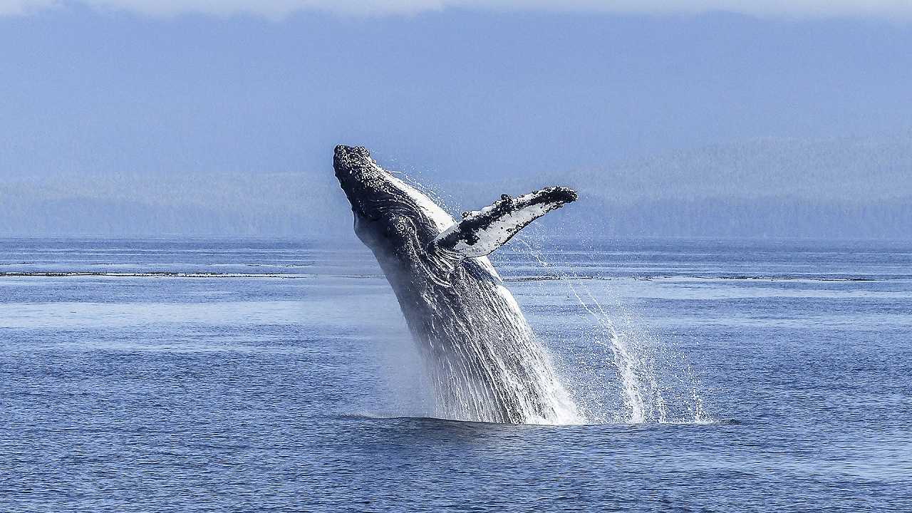 Il consumo di carne di balena è crollato, ma la Norvegia ne incentiva la caccia