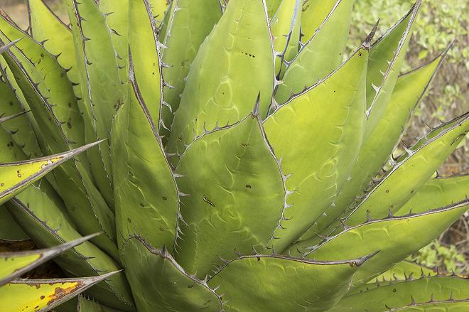 pianta di agave