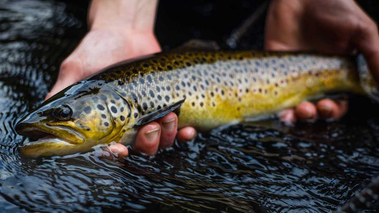 Una startup milanese sta sviluppando l’intestino di trota artificiale per farci continuare a mangiare pesce