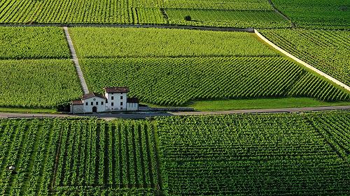 Quali sono i vitigni autoctoni del Trentino: c’è vita oltre il Trento DOC