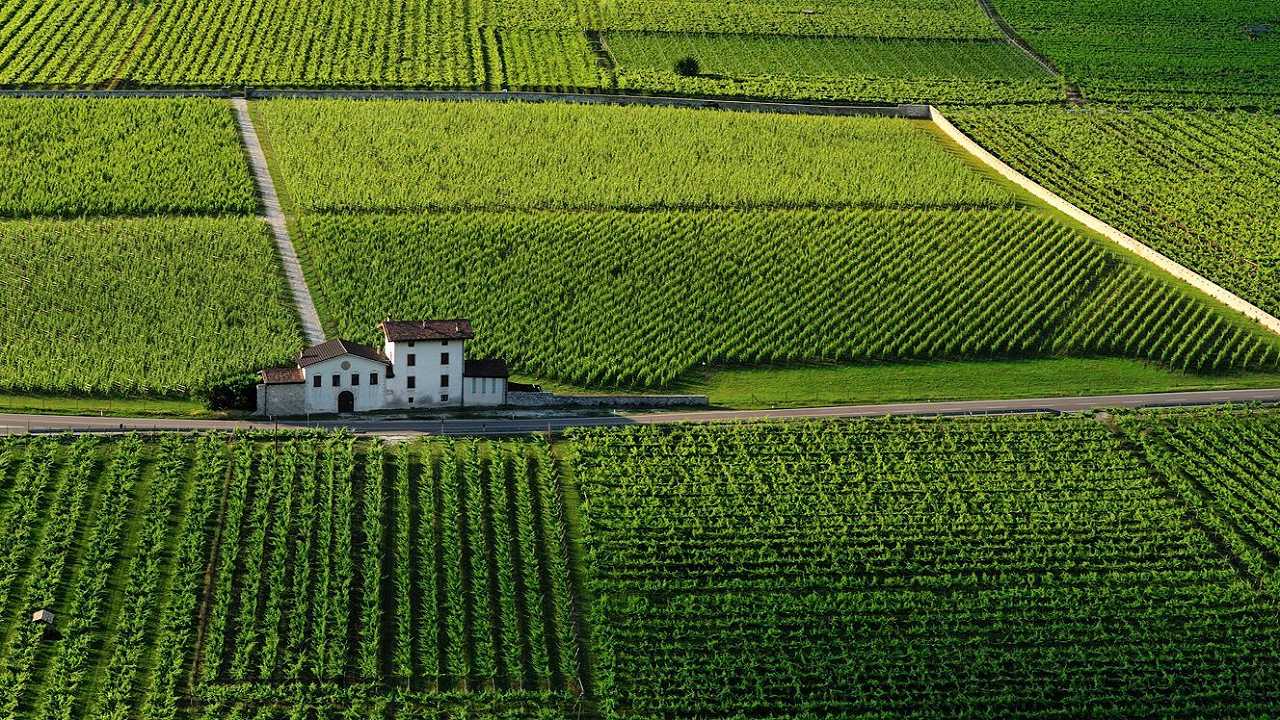 Quali sono i vitigni autoctoni del Trentino: c’è vita oltre il Trento DOC