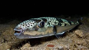 Sai il pesce palla che quando lo mangi muori? Ecco, è arrivato nell’Adriatico