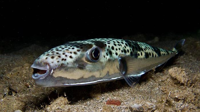 Sai il pesce palla che quando lo mangi muori? Ecco, è arrivato nell’Adriatico