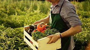 Come l’agricoltura rigenerativa può aiutare con il caldo record