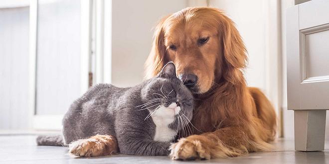 cane e gatto