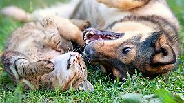 Il più storico dei ricettari italiani apre al cibo per cani e gatti