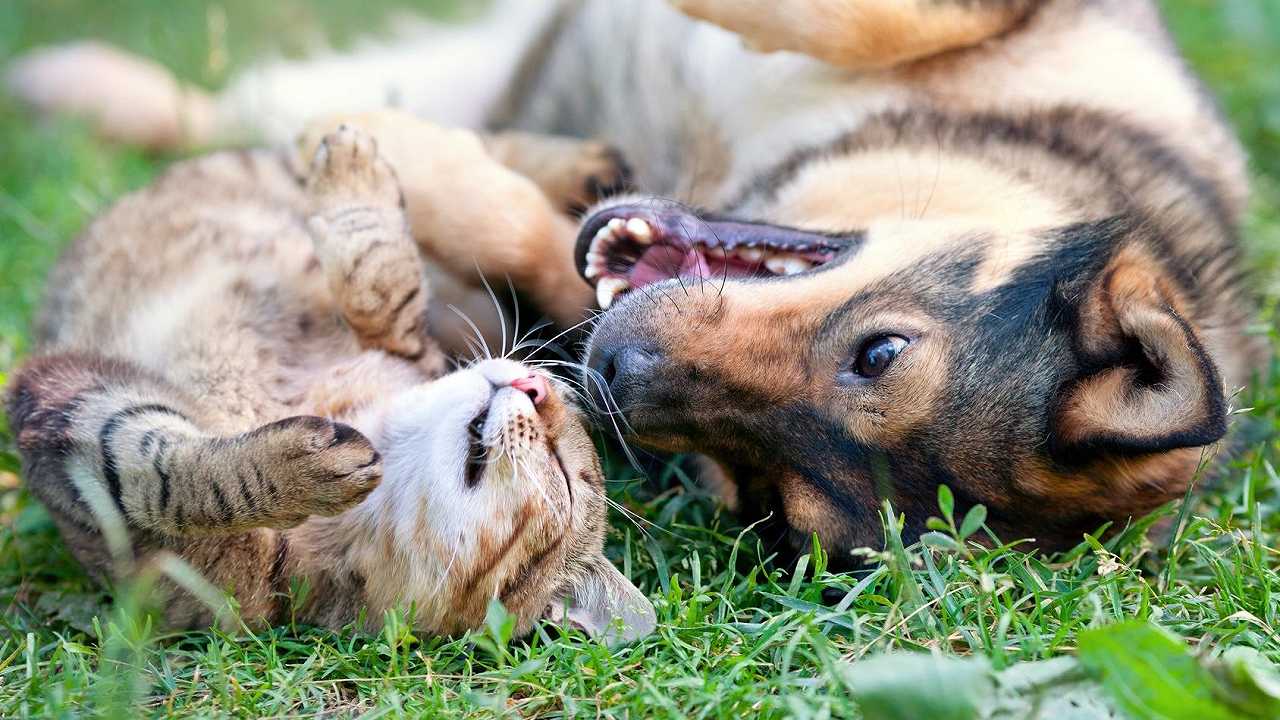 Il più storico dei ricettari italiani apre al cibo per cani e gatti