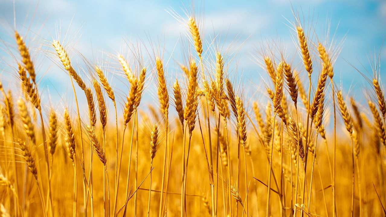 Perché Coldiretti sta guidando l’arrembaggio a una nave di grano canadese