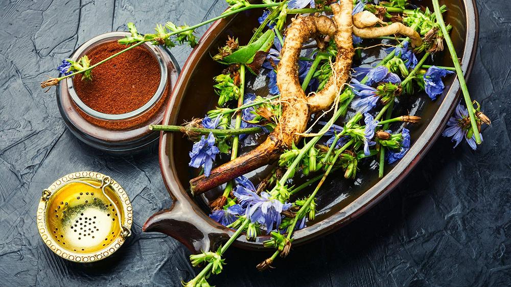 Cicoria selvatica: proprietà, come si cucina e ricette della tradizione