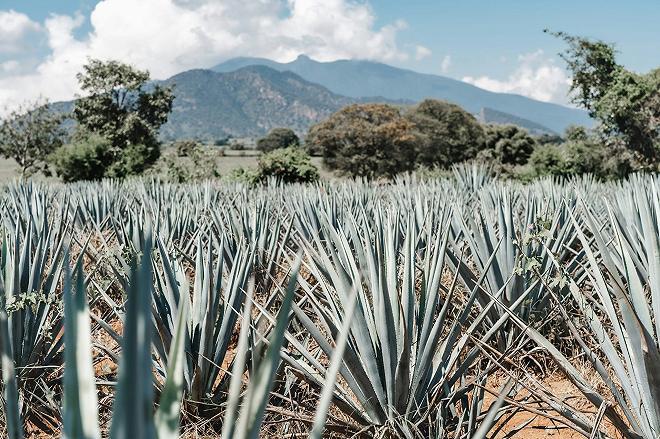 tequila-agave