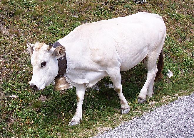 fassona