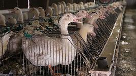 In Svizzera il foie gras dovrà spiegare in etichetta il dolore che provoca alle oche
