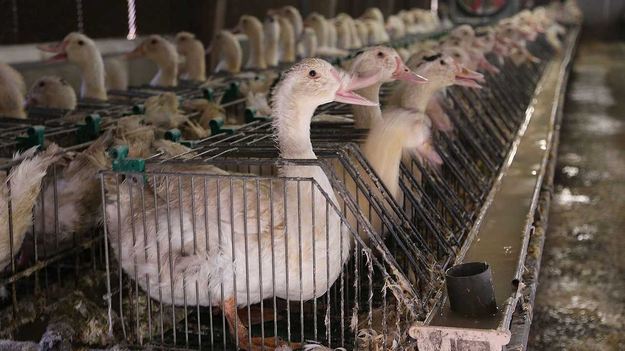 In Svizzera il foie gras dovrà spiegare in etichetta il dolore che provoca alle oche