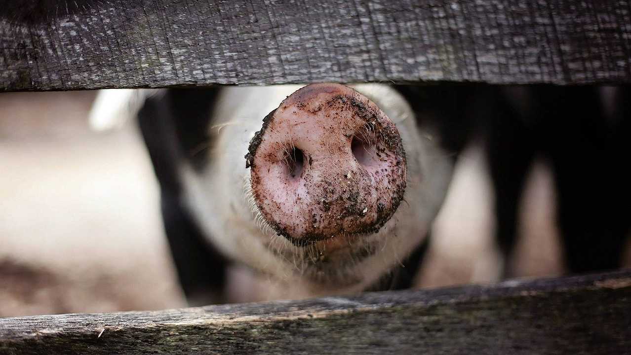 Peste suina: come gli allevamenti intensivi “contagiano” i piccoli produttori