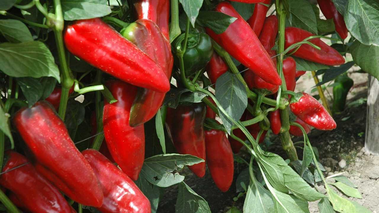 Il “peperone cazzone” viene ammonito in diretta su Rai 1