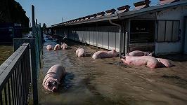 Come i cambiamenti climatici incidono sulla morte degli animali d’allevamento