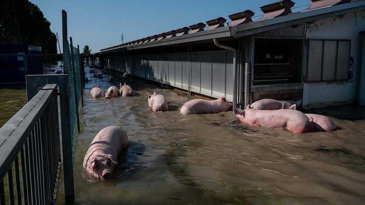 Come i cambiamenti climatici incidono sulla morte degli animali d’allevamento