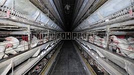 Carcasse, feci mangiate, pericolo aviaria: Food for Profit ci porta in un allevamento in Lombardia