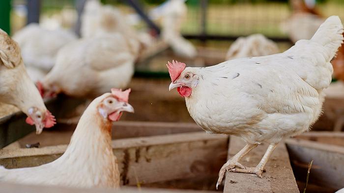Su pollo e rischio tumori ha ragione Unaitalia, ma i problemi nel settore ci sono eccome