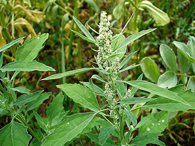 Chenopodium album