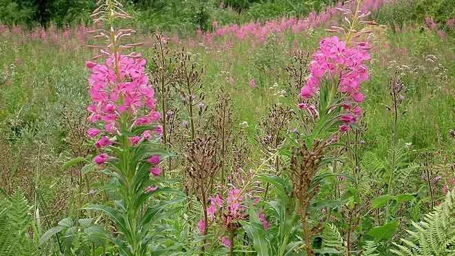 Epilobio-Epilobium-angustifolium-Schreb