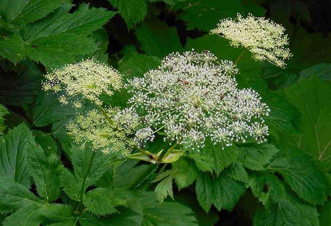 Imperatoria-Peucedanum-ostruthium