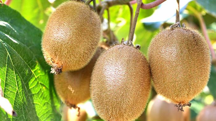 Il primo claim salutistico approvato dall’UE per un frutto fresco è stato possibile solo grazie a una multinazionale