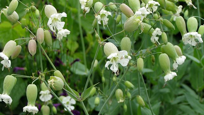 silene vulgaris