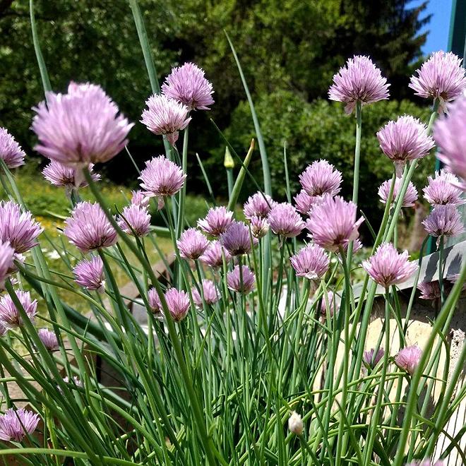 allium-schoenoprasum