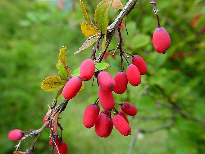 berberis-vulgaris