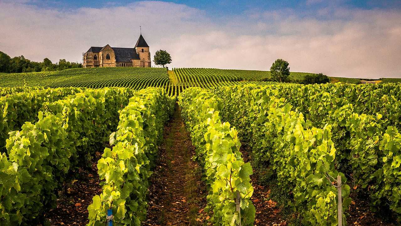 In Champagne erano cinquant’anni che non si vendemmiava così