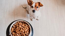 Anche Singapore approva il cibo per animali fatto con carne coltivata