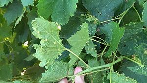 La fillossera mette a rischio la viticoltura delle Canarie, con un secolo e mezzo di ritardo