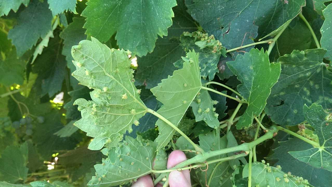 La fillossera mette a rischio la viticoltura delle Canarie, con un secolo e mezzo di ritardo
