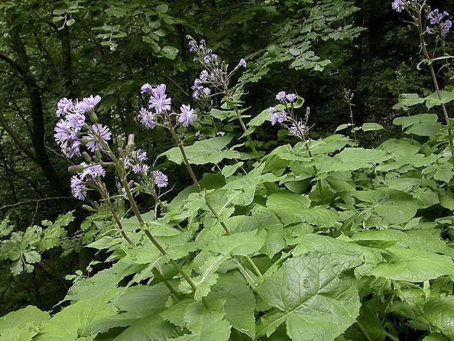 lattuga alpina