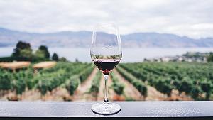Il pinot nero della California è in crisi
