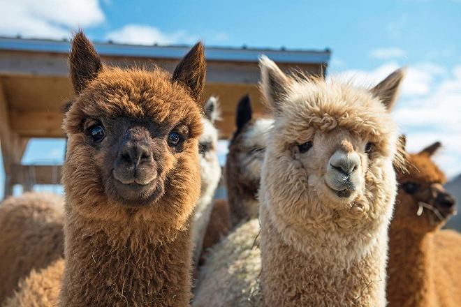 alpaca allevamento