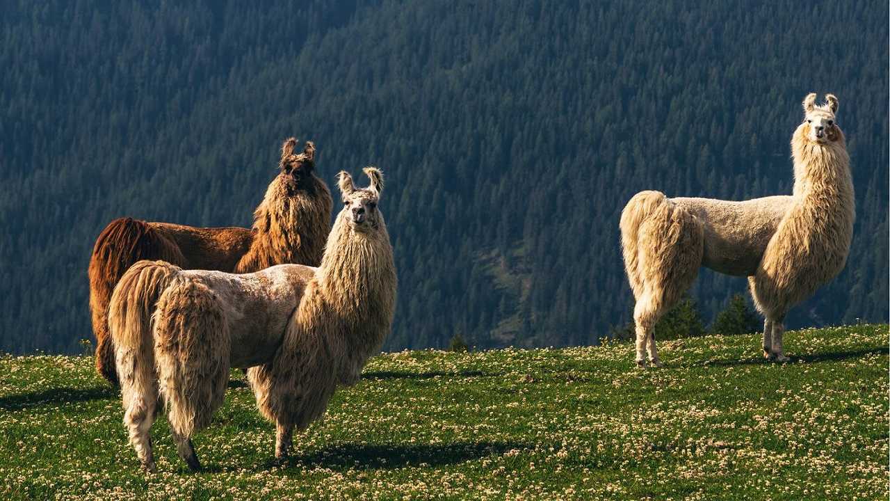 Dimenticate la Chianina: ora la Toscana è diventata la terra degli alpaca