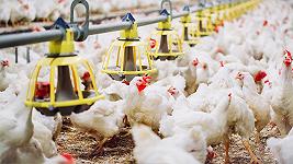 Come un piccolo paese resiste all’allevamento che porterebbe 10 volte più galline che abitanti