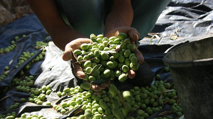 Ecocidio, più subdolo quanto efficace: come il genocidio distrugge anche l’agricoltura palestinese