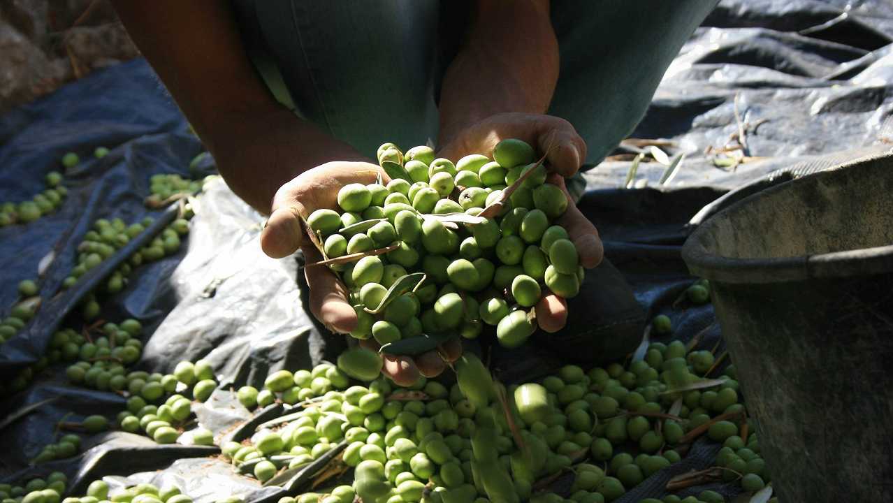 Ecocidio, più subdolo quanto efficace: come il genocidio distrugge anche l’agricoltura palestinese