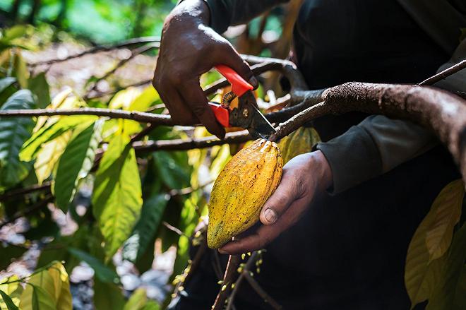 coltivazione cacao