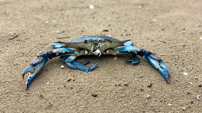 Il granchio blu ora si usa anche per il pet food